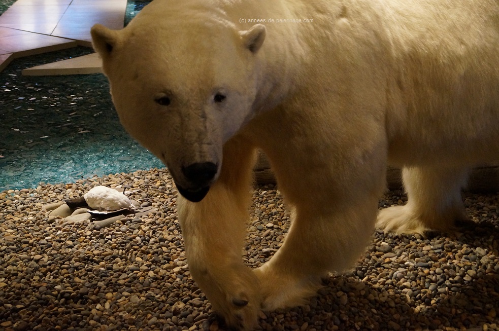 Numbers 7 on your list of things to do in Spitsbergen: Visit the Svalbard Museum and see the stuffed polar bear specimens