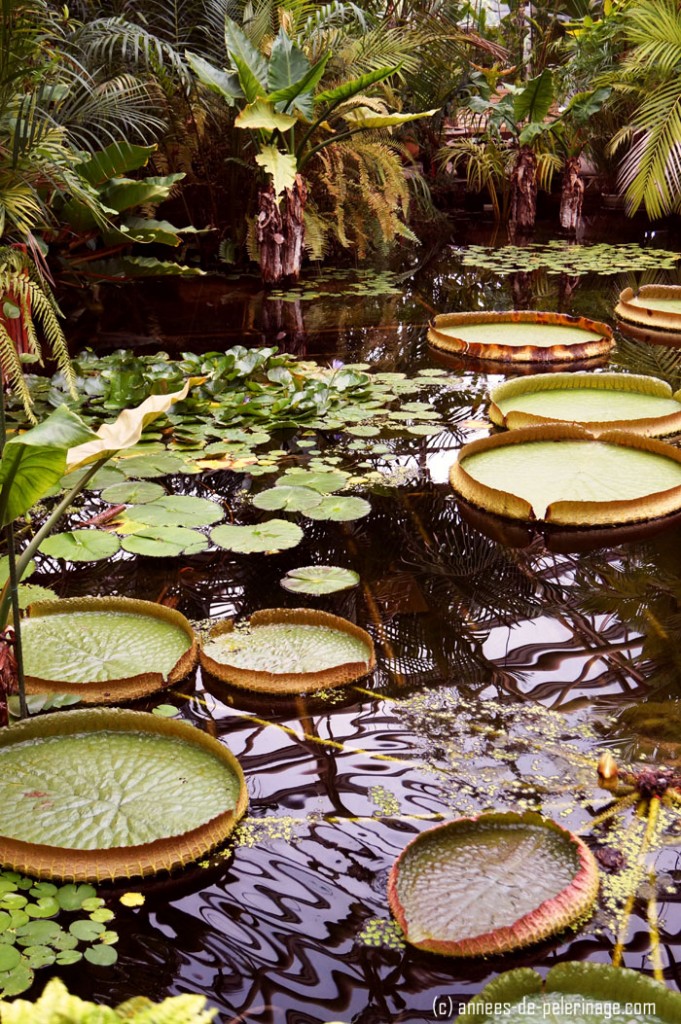The botanical garden and its huge water lily ponds is one of the many points of interest in Okinawa