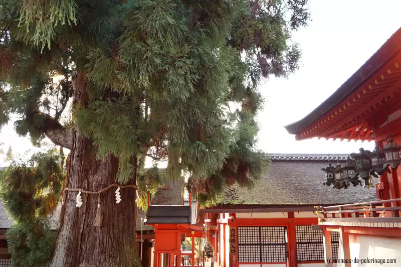 Main complex of Kasuga-Taisha in nara with an old holy tree