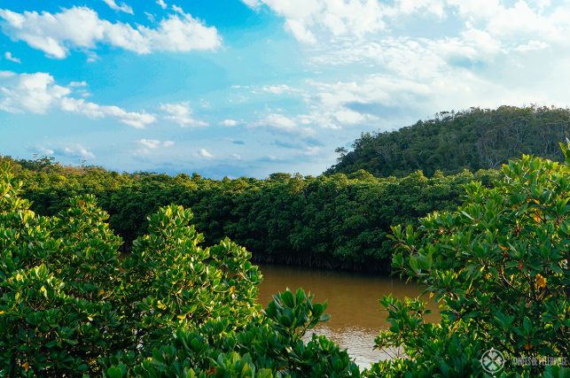 Vew of the mangroves near Naha - taking a kayak tour through the water chanels of the mangroves is one of the most fun things to do in Okinawa