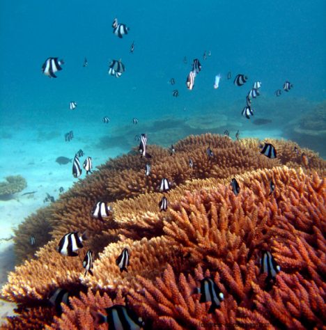coral reefs in okinawa, japan