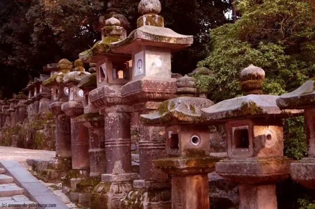 Moss covered stone lanterns on the path to kasgua-taisha in Nara