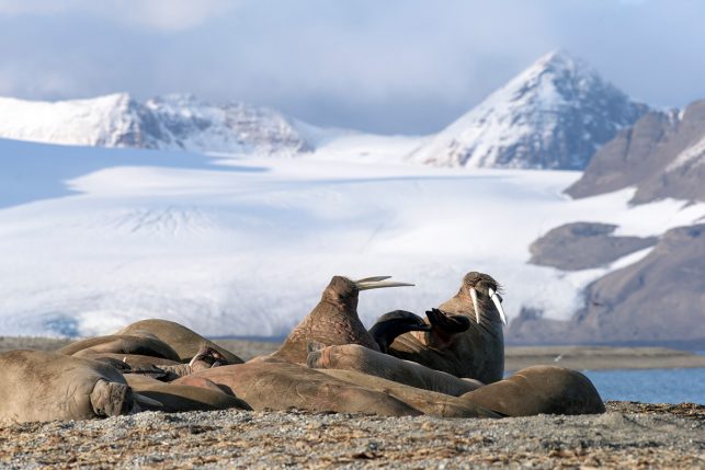 Walruses in front of a glacier in svalbard