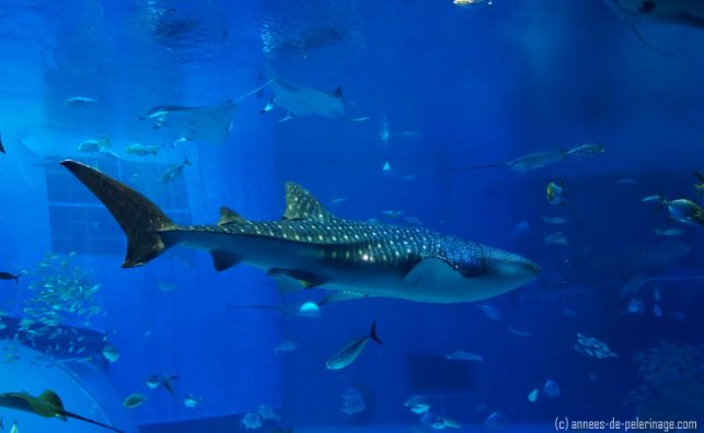 Fun Things to do in okinawa with kids: Watch a whale shark in the churaumi aquarium