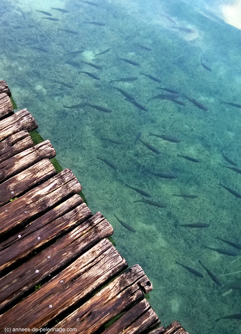 trout seen through the crystal clear water in Plitvice Lakes national park croatia