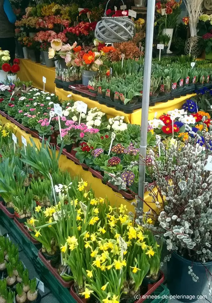 flower vendor at viktualienmarkt munich