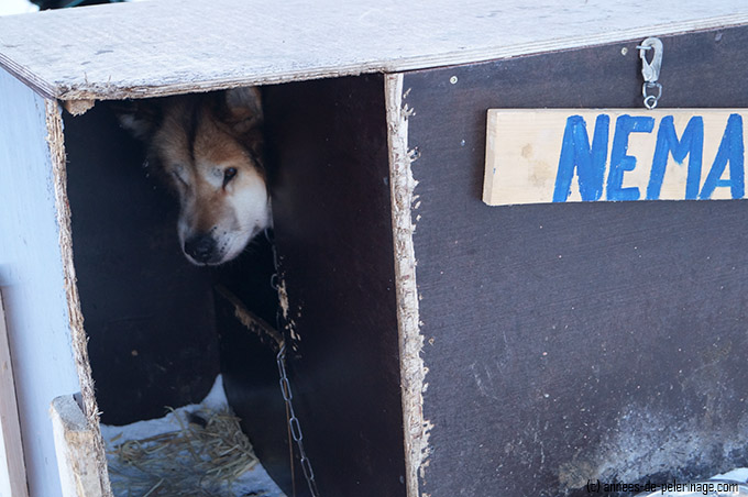 The hot of a sled dog (husky) in Spitsbergen