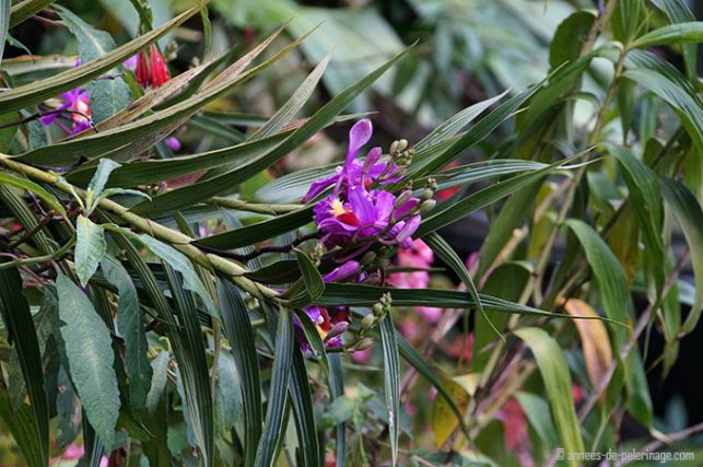 A purple orchid inside the orchidfarm of the belmond sanctuary lodge machu picchu