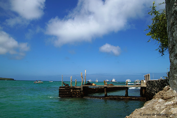 A pier with seals on isla baltra, galapagos, ecuador