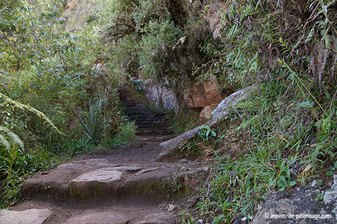 The trail leading up to wayna picchu through a thick jungle