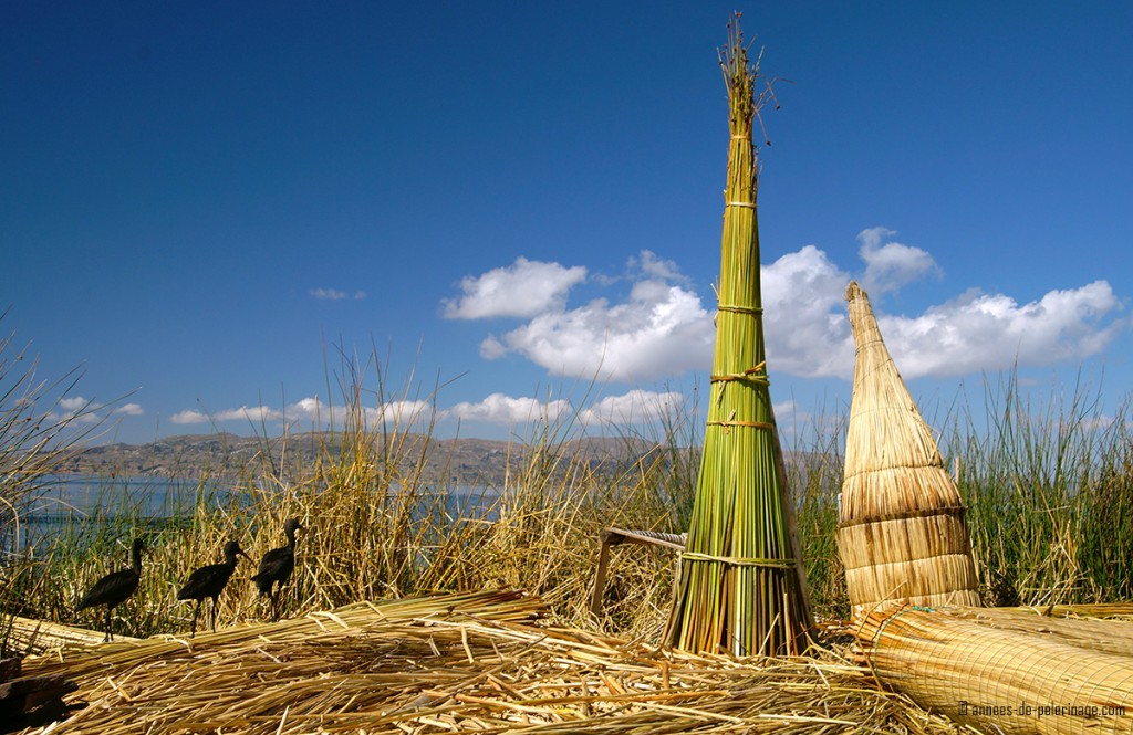 Domesticated ibis birds walking around the floating reed islands of the Uros people