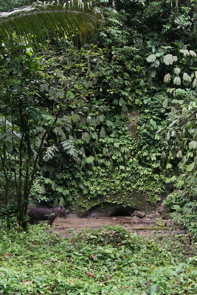 the lowland tapir (terrestris) entering the clay lick of napo wildlife center