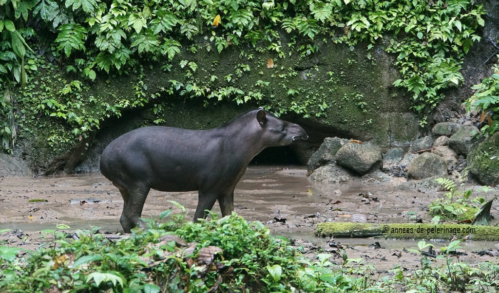 A shy tapir testing the air at the napo wildlife center in yasuni national park ecuador