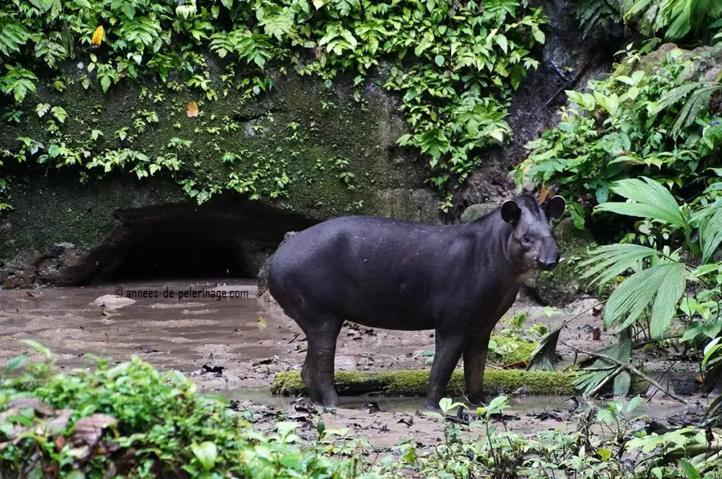 The tapir looking straight into my camera at the yasuni national park ecuador