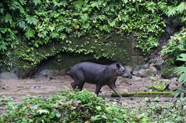 A wild lowland tapir at a clay lick in the yasuni national park