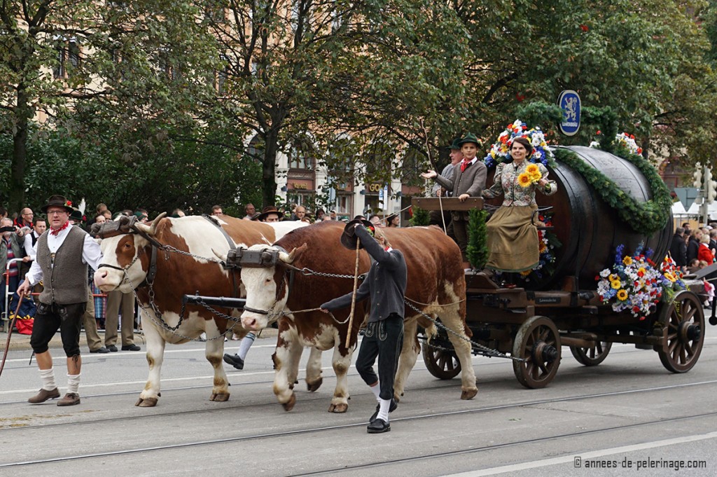 A gigantic beer barrel draw by two mighty oxen for the oktoberfest parade