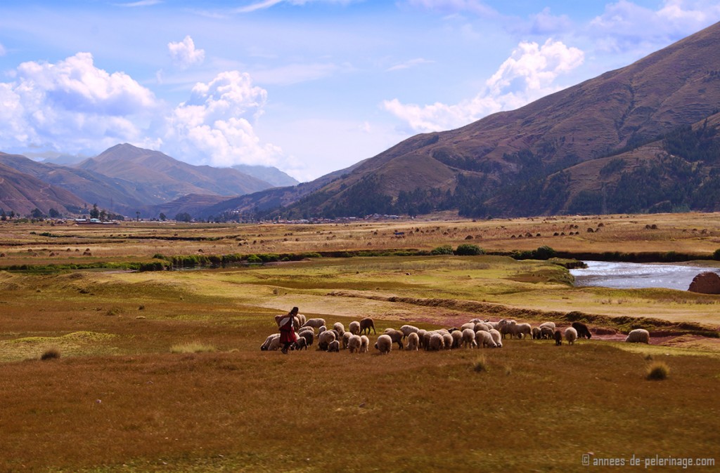 The landscape of the altiplano with a female shepherd and a little herd