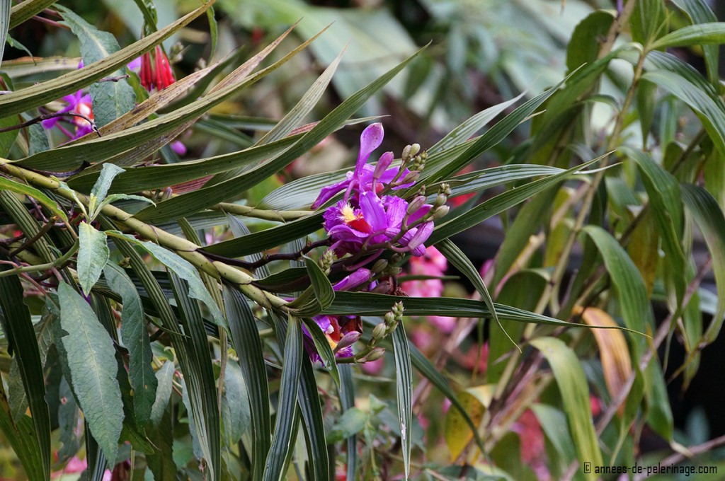An orchid in the jungle around machu picchu - home to many mosquitoes
