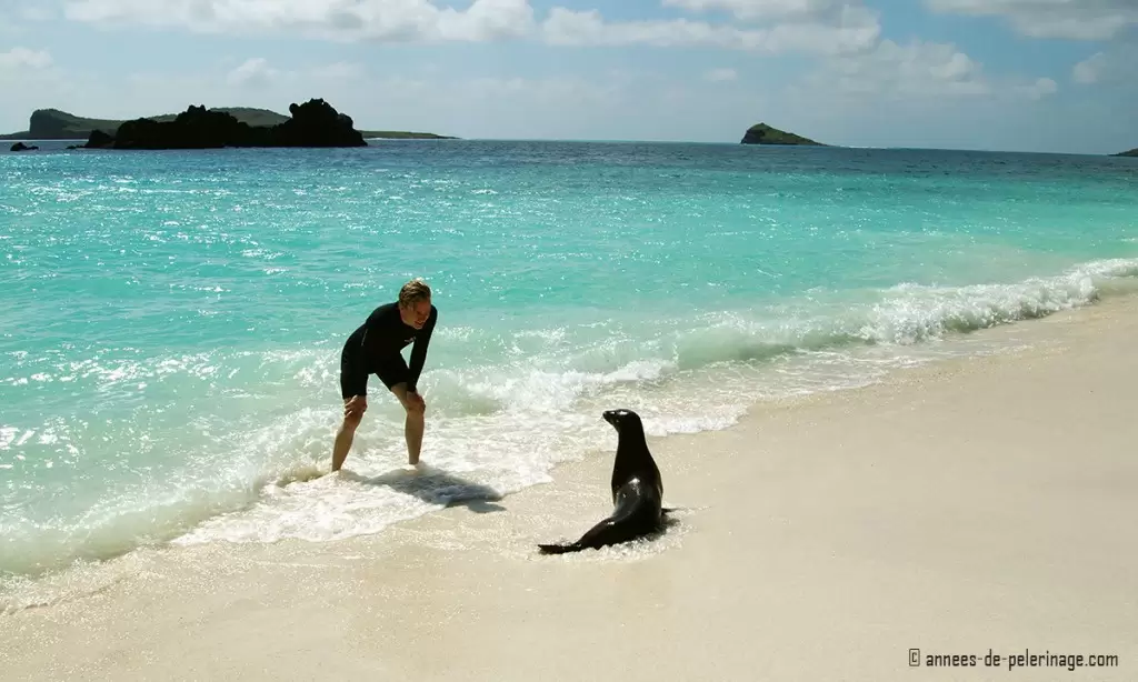 Me and a baby seal playing on the beach at the galapagos islands - one of the many travel highlights in 2015