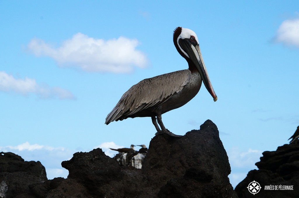 A brown pelican sitting on lava rock on the Galápagos Island of Isabela