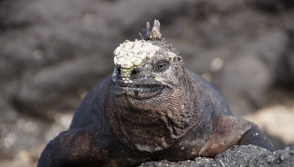 A male Galápagos marine iguana warming itself on a lava rock after feeding on the algae banks