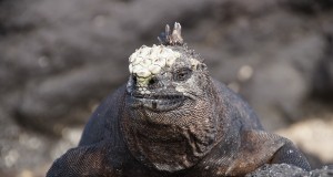 A male Galápagos marine iguana warming itself on a lava rock after feeding on the algae banks