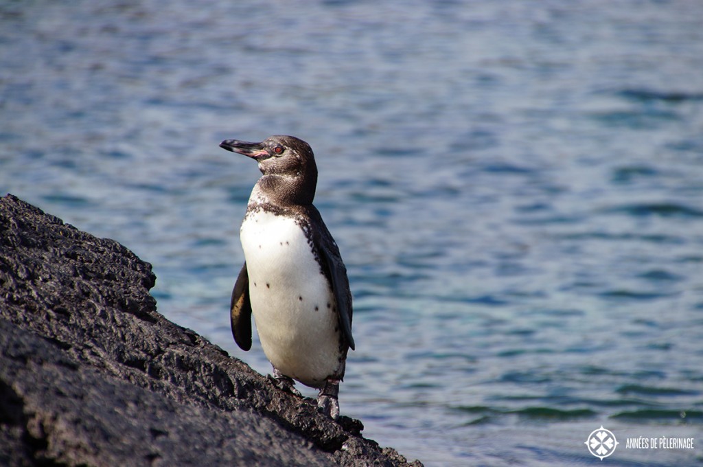 One of the rare Galápagos Penguins. Only 2.000 of these still exist.
