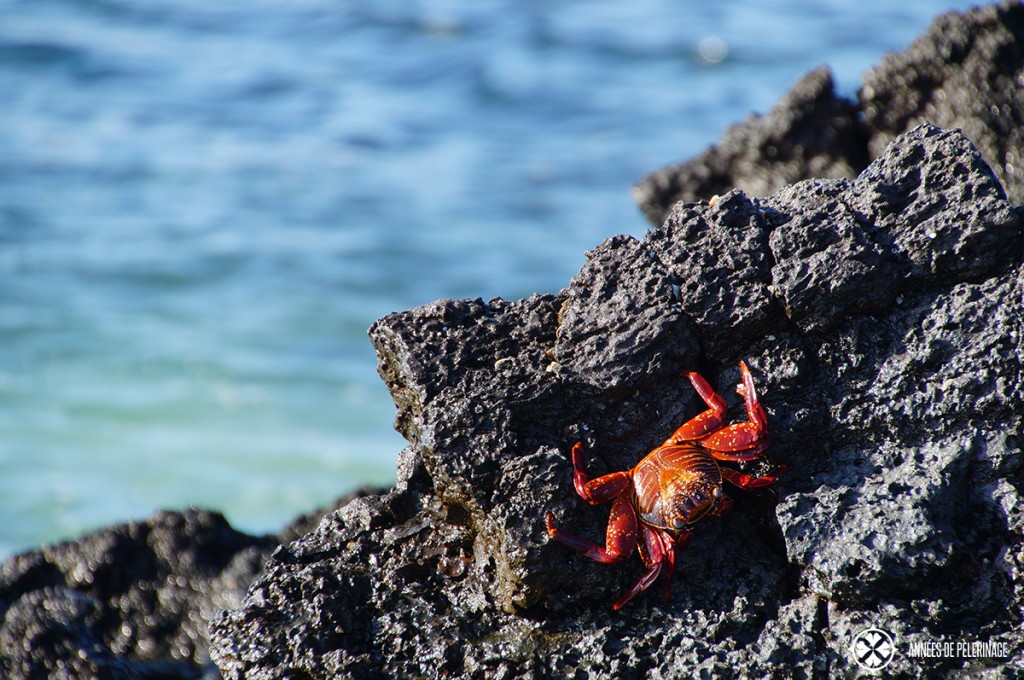 A sally lightfoot grab hugging to volcano rock on the Galápagos Islands in Ecuador