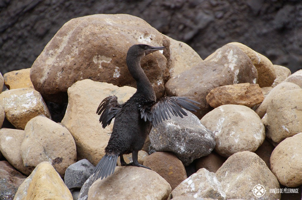 A flightless cormorant on the Galápagos Islands