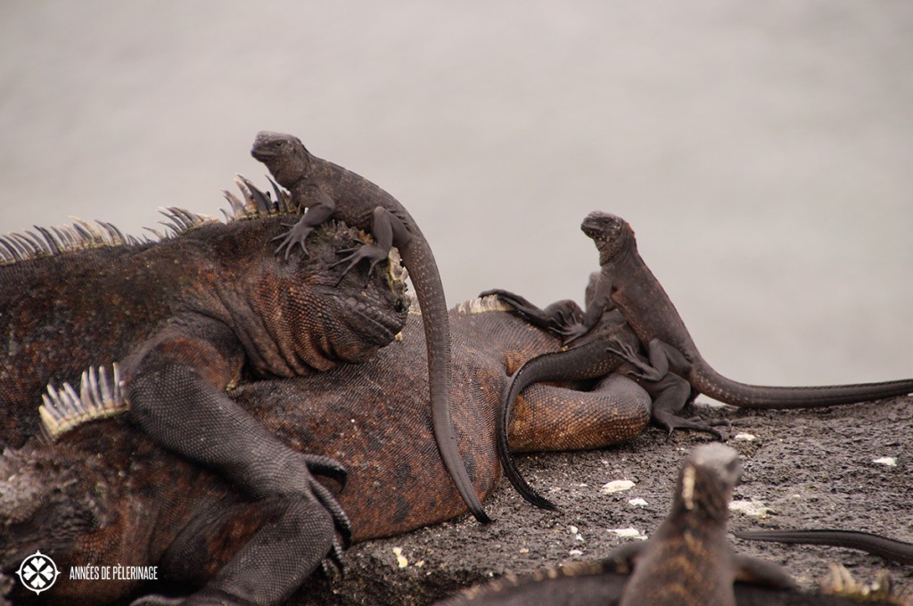 Galápagos marine Iguanas sitting ontop of each other. The young ones do that for protection