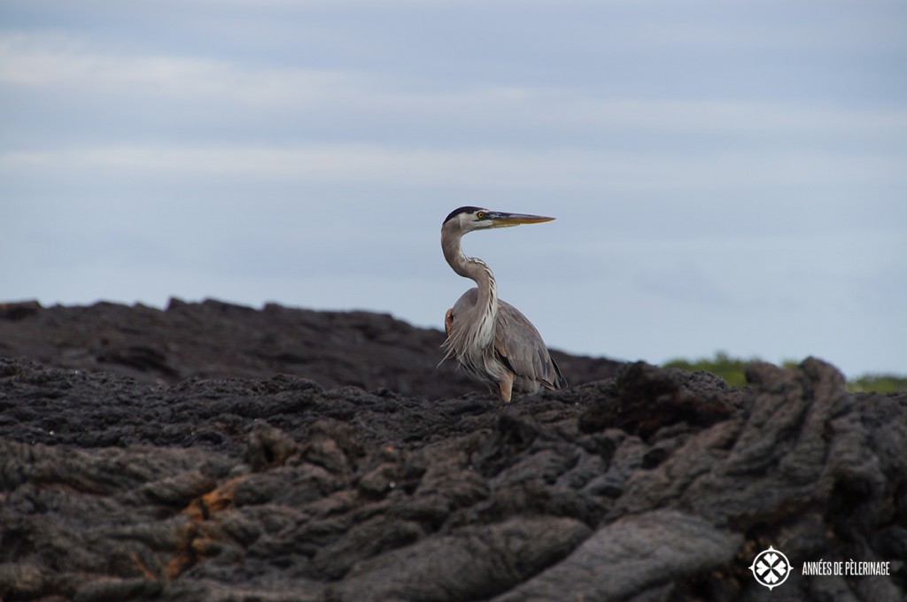 A great blue heron standing amidst cold lava looking for prey