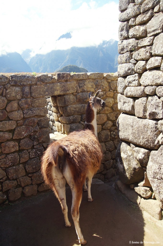 A lame walking through the industrial sector of Machu Picchu