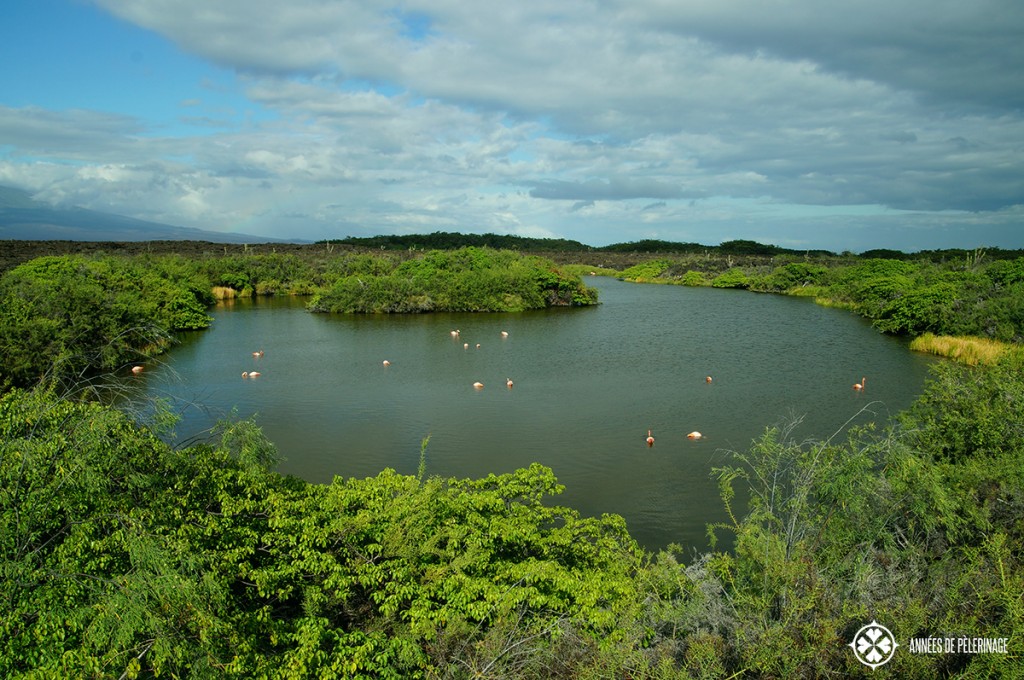 An ancient, now flooded, lava caldera on Galápagos with a rare large group of flamingos.