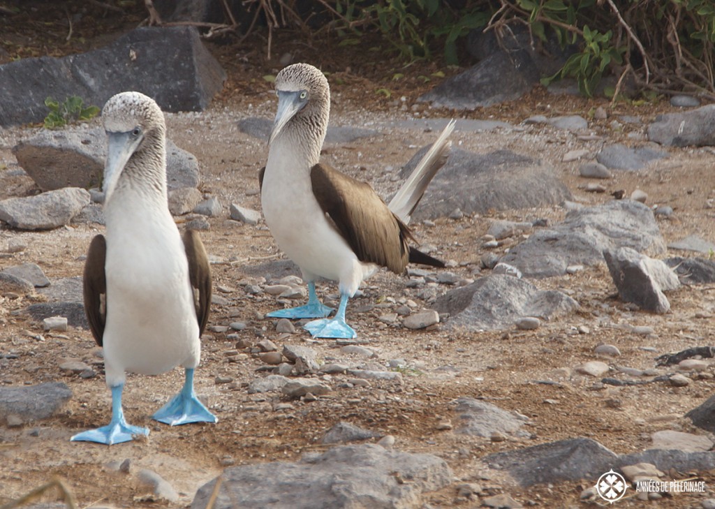 The famous mating ritual of the Blue Footed Booby in Galápagos. The male is performing a kind of dance to impress the female.