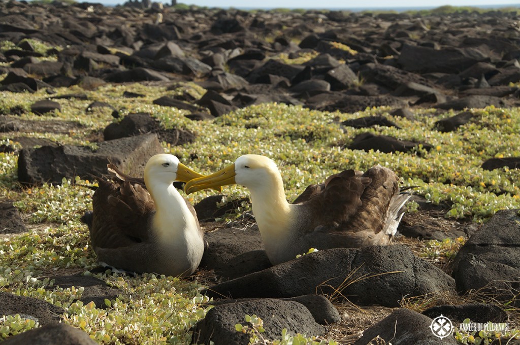 A pair of waved albatross during their mating ritual. They don't change partners throughout their whole life