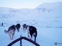 Dog sledding in Spitsbergen