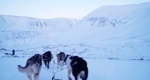 Dog sledding in Spitsbergen