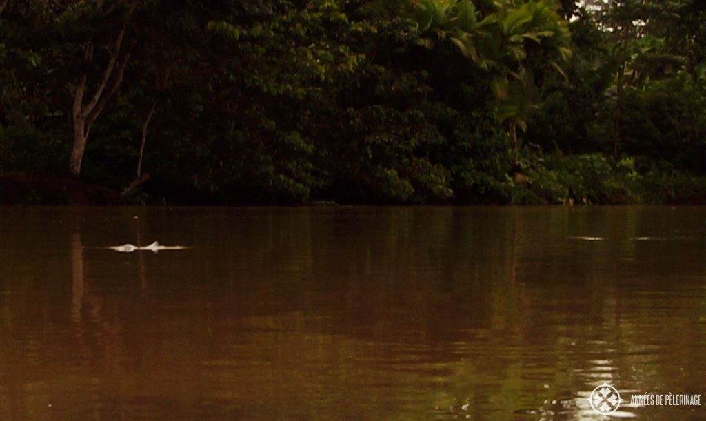 A pink amazon river dolphin in Ecuador