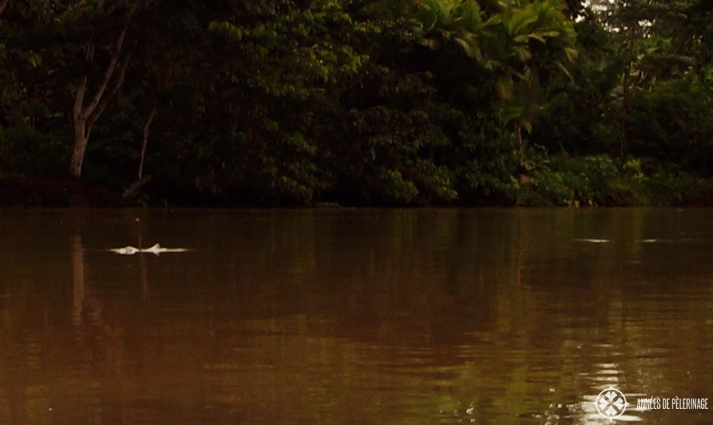 A pink amazon river dolphin in Ecuador