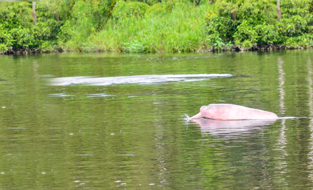 A pink river dolphin quickly surfacing to breath air - picture by Allen Sheffield