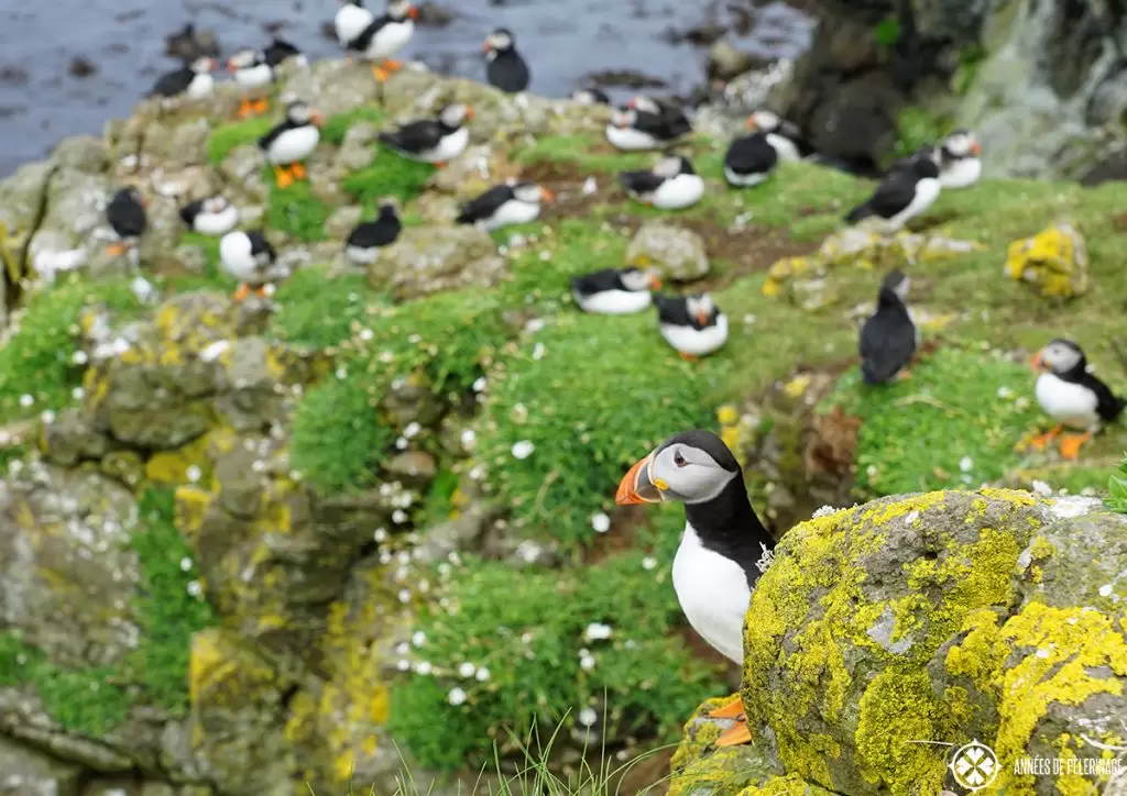 A colony of Puffins on saltee Island