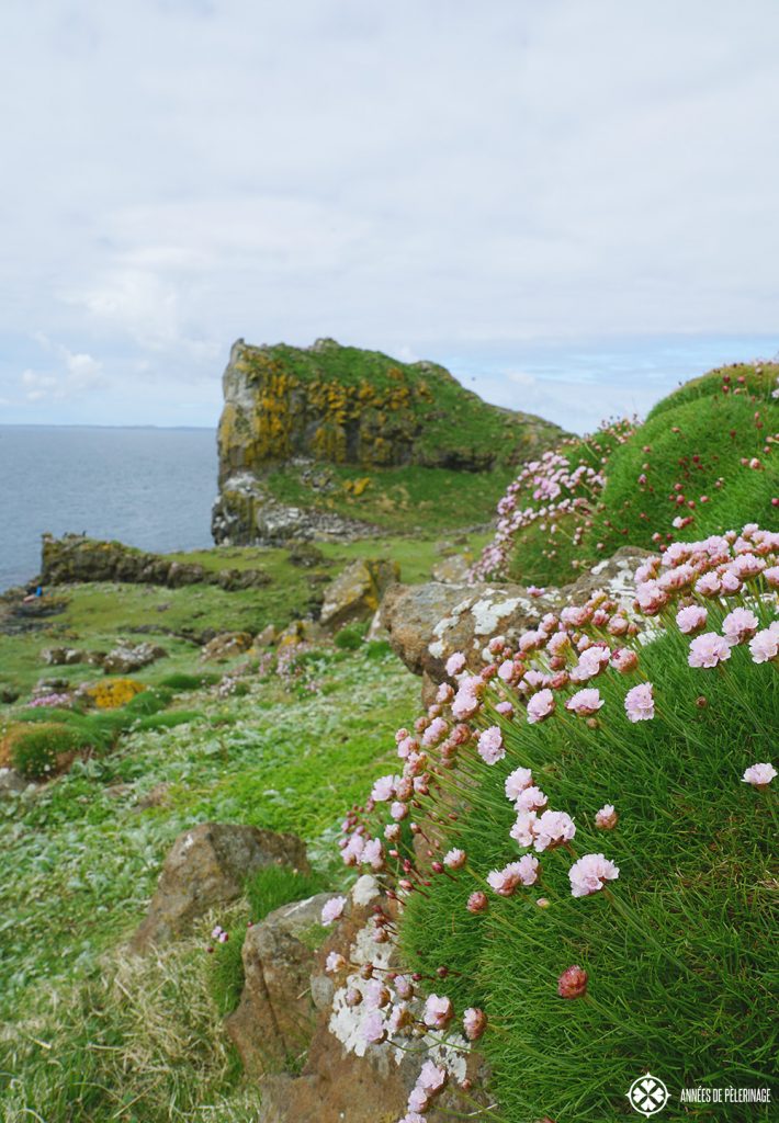 flowers and plants lunga island scotland