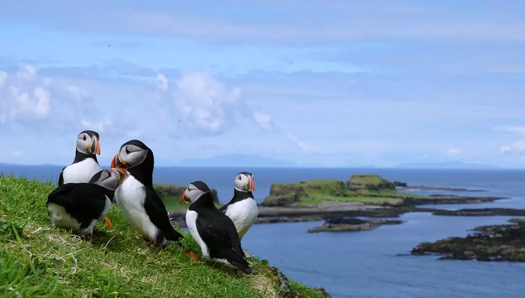 group of puffins lunga island in Scotland