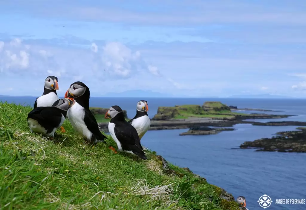 puffings playing in early may on the island called Lunga in Scotland