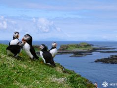 group of puffins lunga island in Scotland