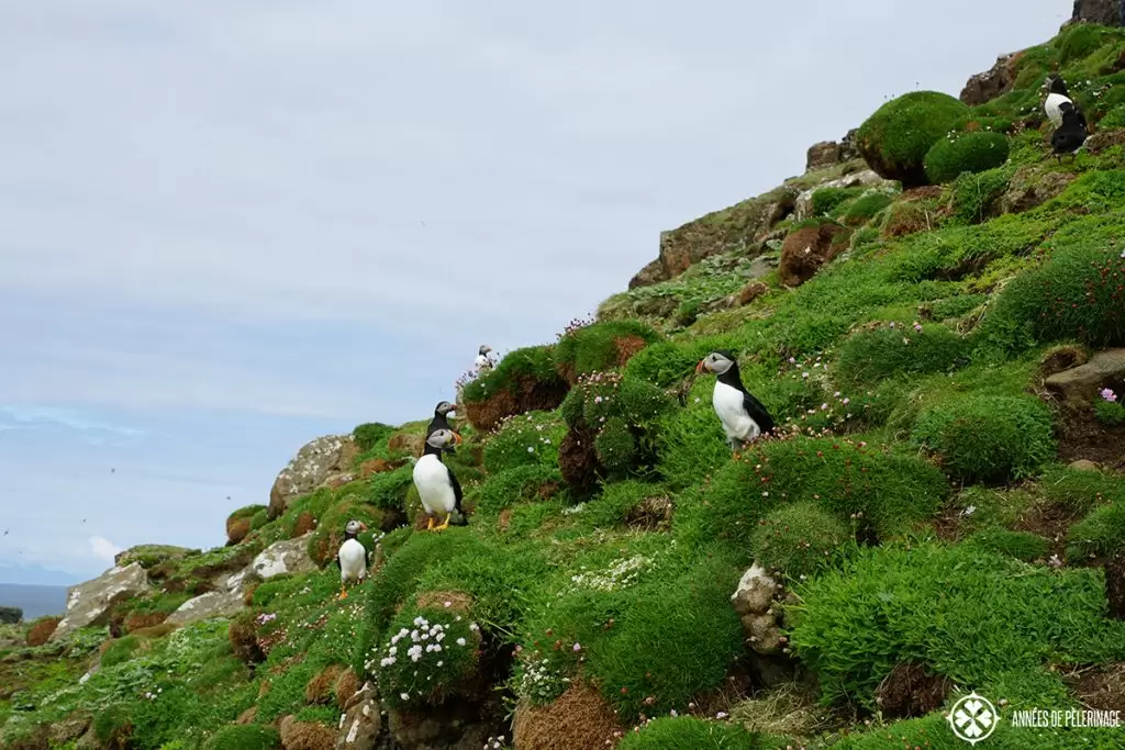 group of puffins lunga island scotland