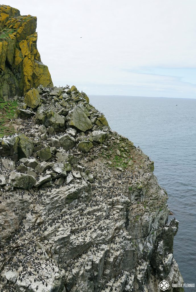 guillemot colony lunga island scotland