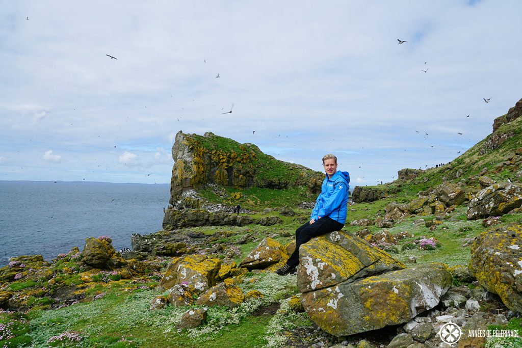 me puffin colony lunga island scotland