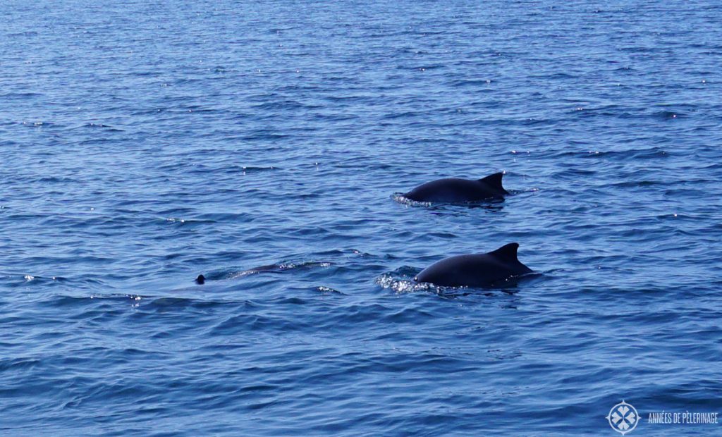 porpoise swiming around lunga island scotland