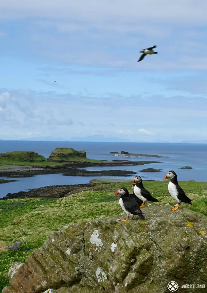 puffin rock Lunga island Scotland